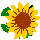 sunflow.gif (1156 bytes)
